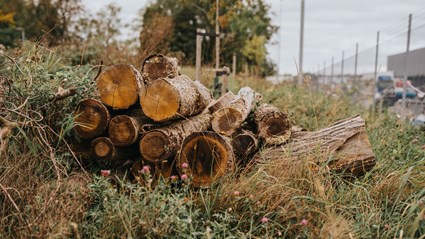 Projektet har tagit initiativ för att gynna den biologiska mångfalden runt anläggningen. Foto: Samuel Uneus