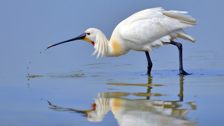 En vit skedstork speglar sig i vattnet.