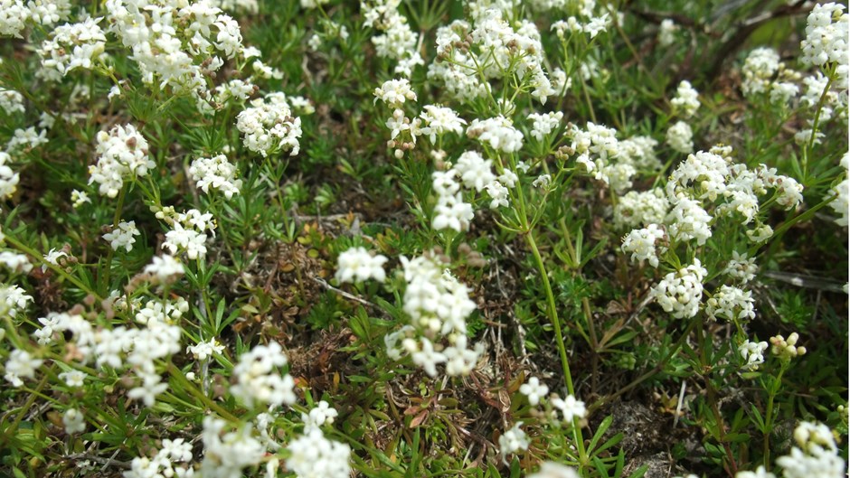 Små vita blommor på ett grönt fält.