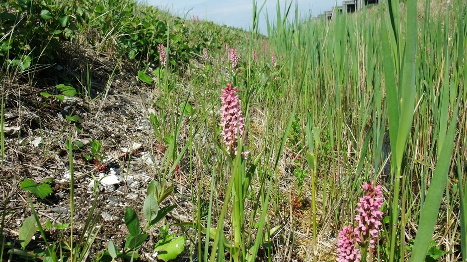 Den rosa orkidén Ängsnyckel i ett grönt dike.