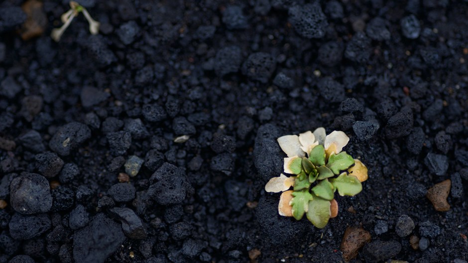 Biokol har en rad fina egenskaper som är bra för klimatet. Den bidrar till att behålla fukt i marken, ger luft åt rötter och näring åt jorden.