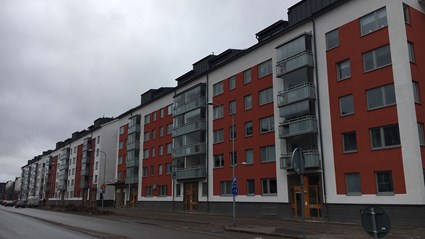 Torn-, Jakt- och Pilgrimsfalken är likadana.