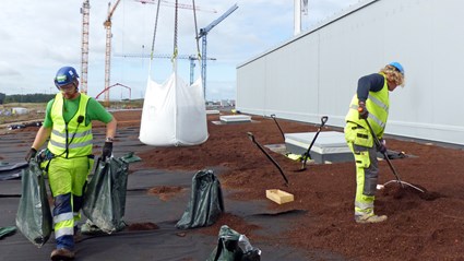 Grönt tak på ESS acceleratortunnel. Den ligger under marken och täcks av ett fem meter tjockt jordlager där vi sår gräs