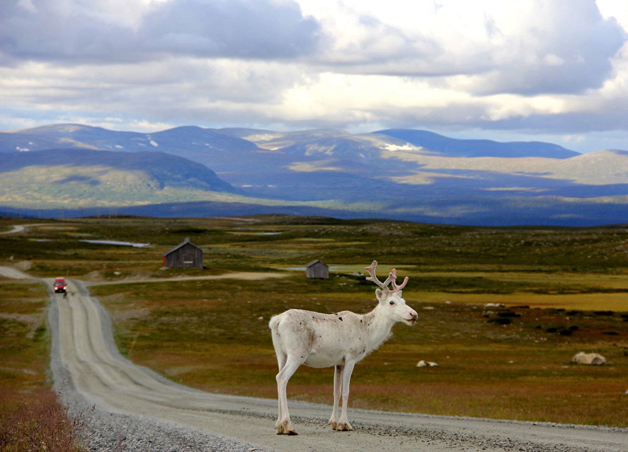 Ren på väg i fjällnatur mot bakgrunden av fjäll.