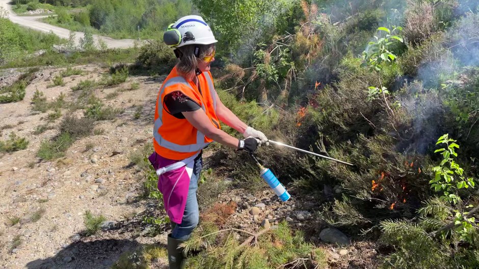 Markbränningen gjordes för att gynna de sällsynta storfibblebiet som på så sätt får mer livsutrymme och tillgång till föda.