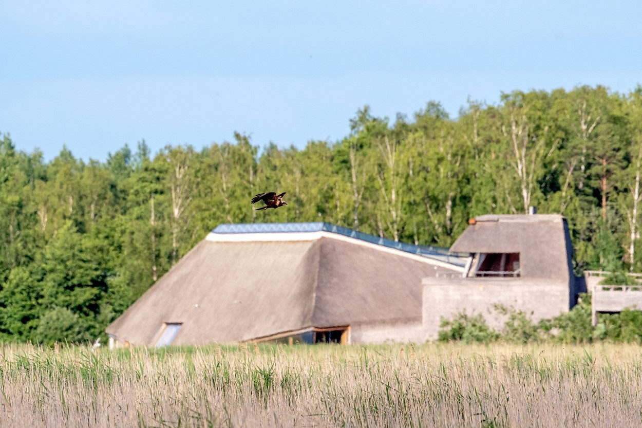 Byggnad byggd med väggar och tak av vass skymtas bakom vassen i sjön.