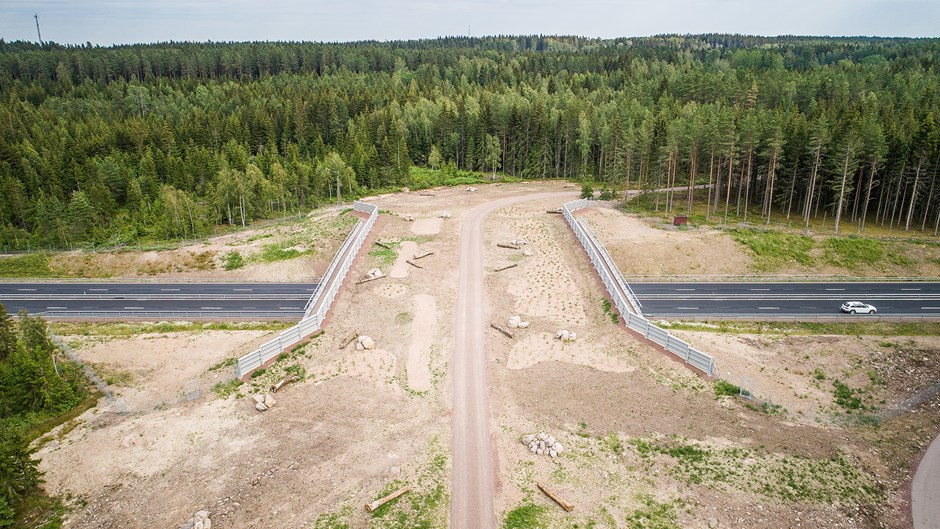 En av nordens största viltpassager har byggts för att hjälpa älgar och andra vilda djur att ta sig över motorvägen vid Hova.