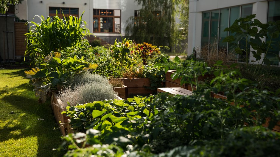 Odlingslådor i ett bostadsområde.