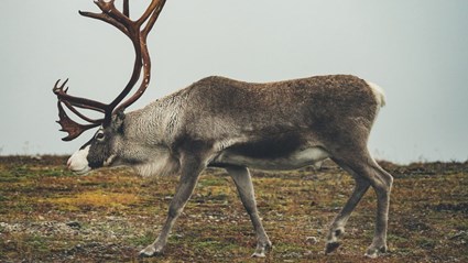 Under arbetet behöver vi hålla utkik efter renar, älg och en och annan fjällräv.