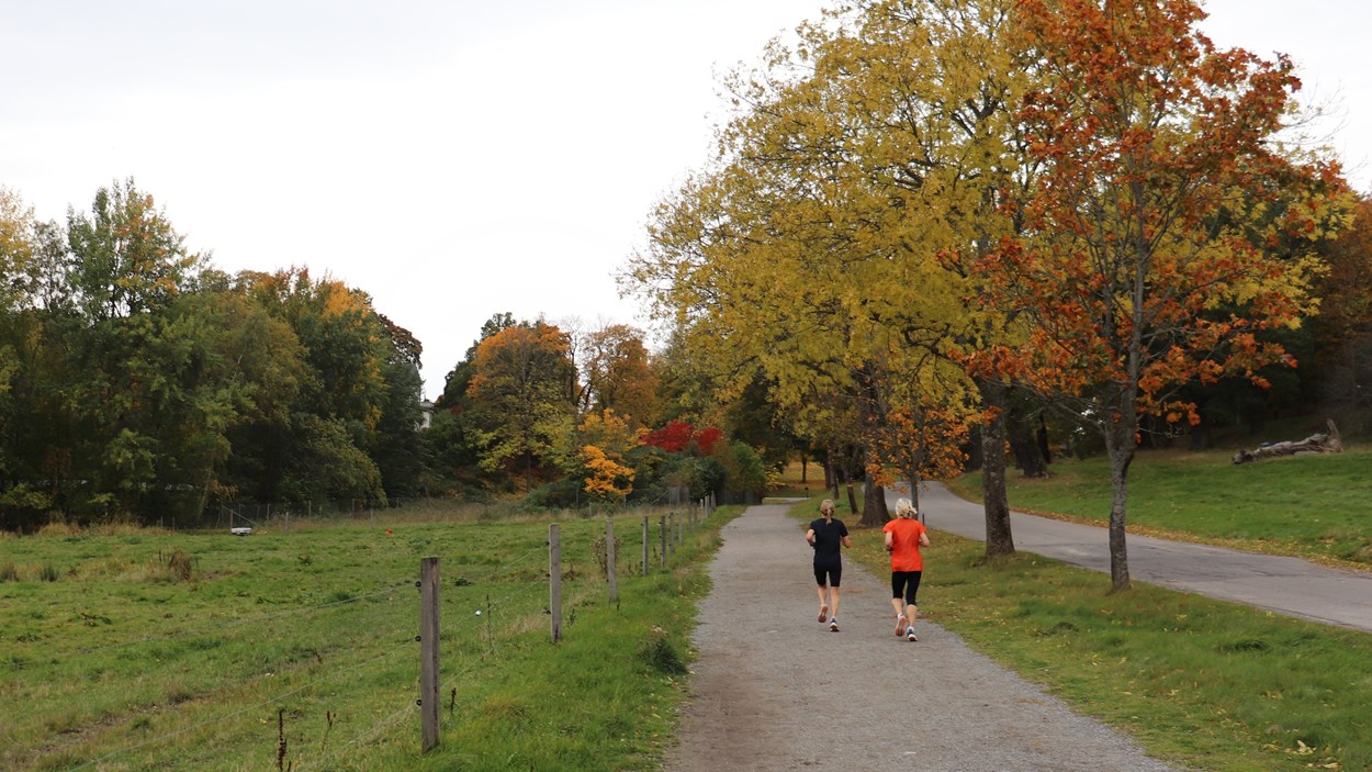 Joggande personer på grusväg i Nationalstadsparken