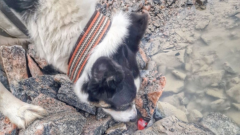 Bordercollien Pi jobbar med nosen i bergtäkten.