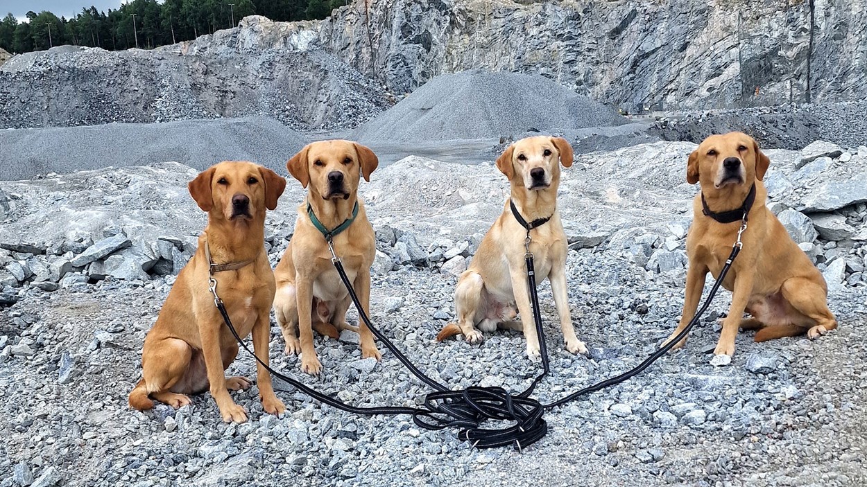 Fyra labradorer jobbar som dolhundar i Skanskas bergtäkt.