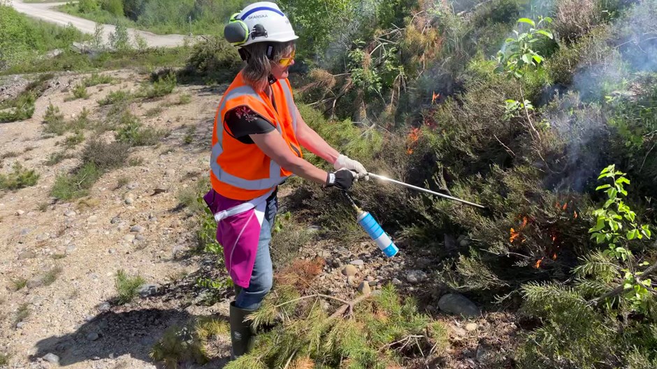 Det brinner i buskar och gräs under en naturvårdsbränning som görs för djur och natur.